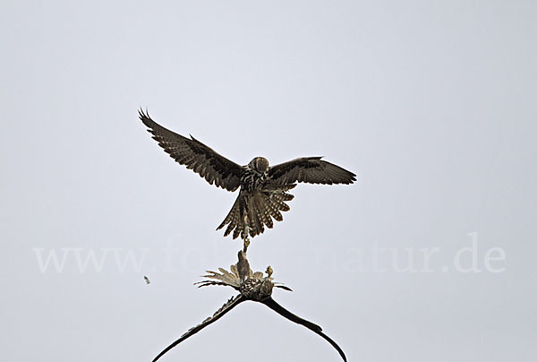 Sakerfalke (Falco cherrug)