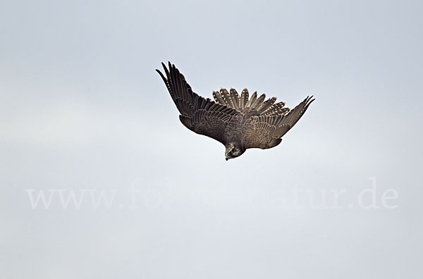 Sakerfalke (Falco cherrug)