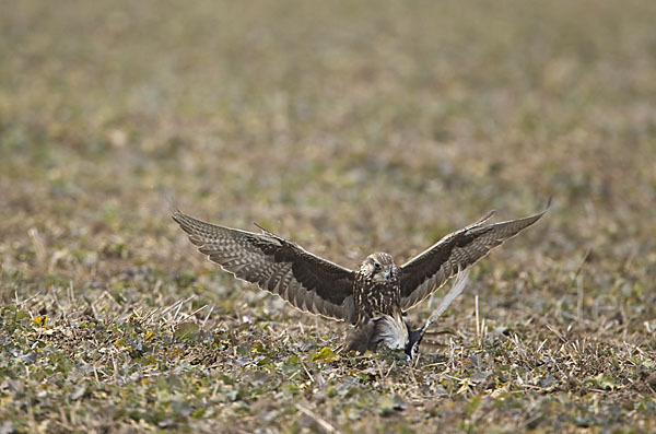 Sakerfalke (Falco cherrug)