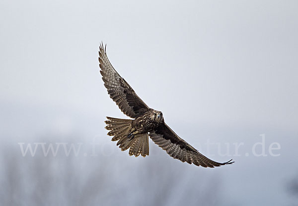 Sakerfalke (Falco cherrug)