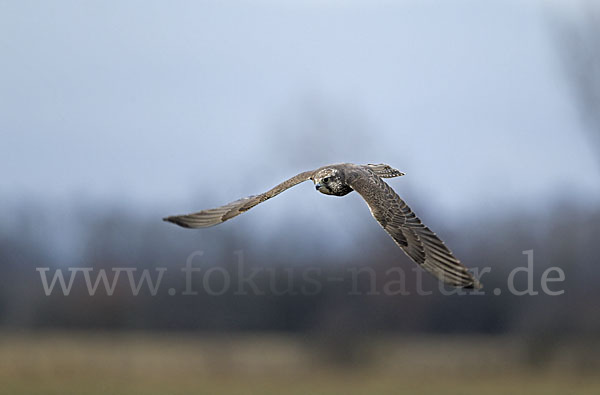 Sakerfalke (Falco cherrug)