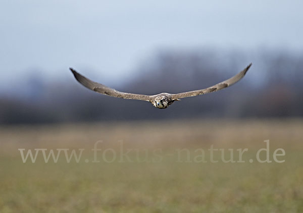 Sakerfalke (Falco cherrug)