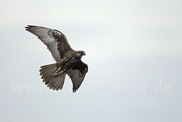 Sakerfalke (Falco cherrug)