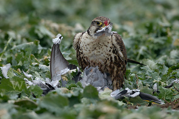 Sakerfalke (Falco cherrug)