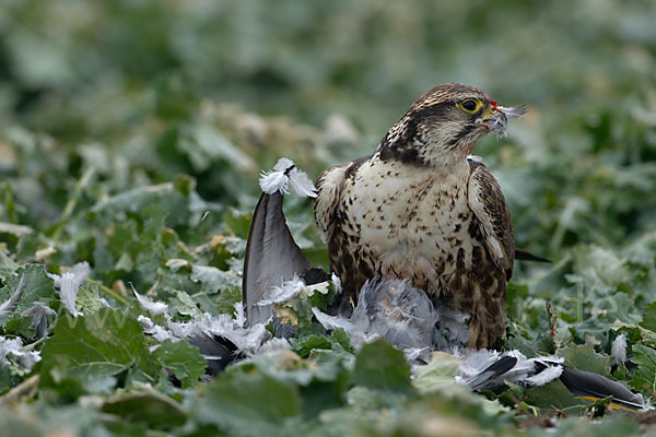 Sakerfalke (Falco cherrug)