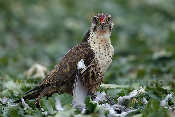 Sakerfalke (Falco cherrug)