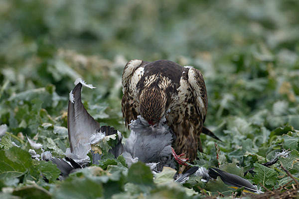 Sakerfalke (Falco cherrug)