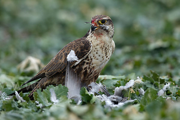 Sakerfalke (Falco cherrug)