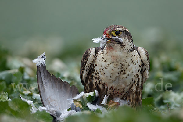 Sakerfalke (Falco cherrug)