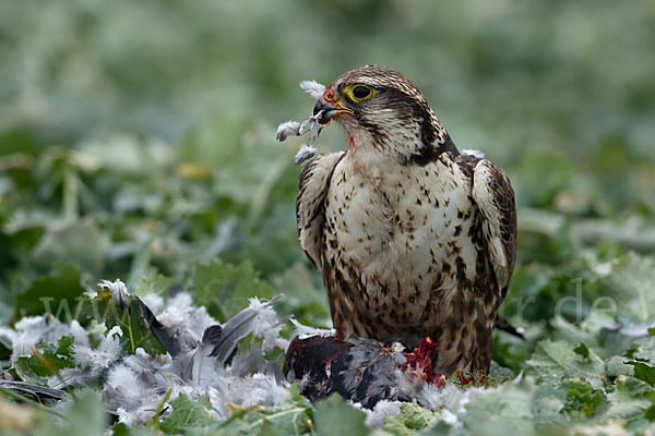 Sakerfalke (Falco cherrug)