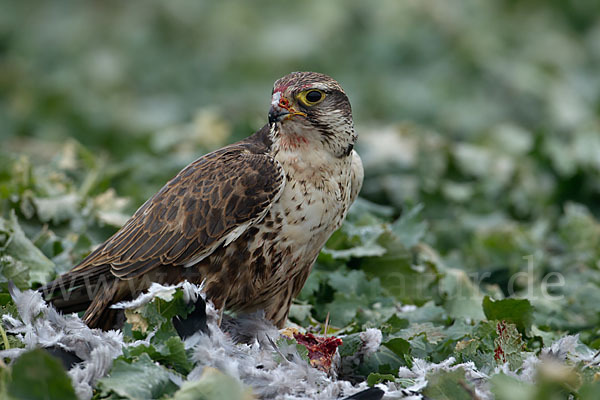 Sakerfalke (Falco cherrug)