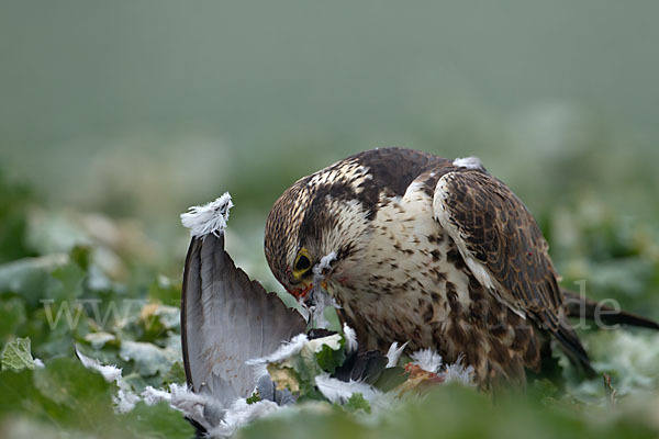 Sakerfalke (Falco cherrug)