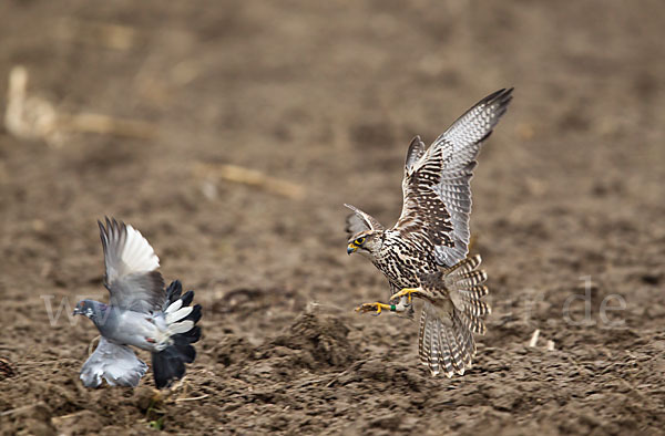 Sakerfalke (Falco cherrug)