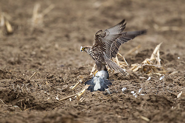 Sakerfalke (Falco cherrug)