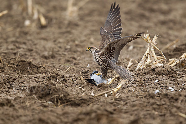 Sakerfalke (Falco cherrug)