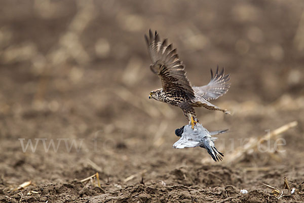 Sakerfalke (Falco cherrug)