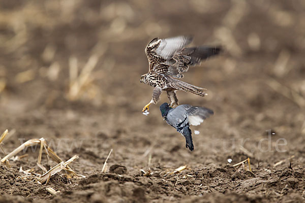 Sakerfalke (Falco cherrug)