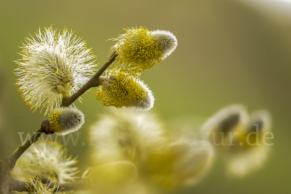 Sal-Weide (Salix caprea)