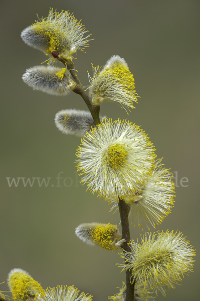 Sal-Weide (Salix caprea)