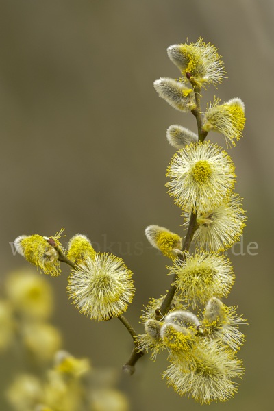 Sal-Weide (Salix caprea)