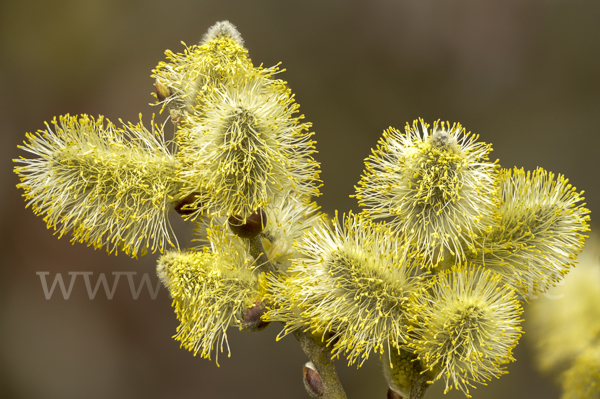 Sal-Weide (Salix caprea)