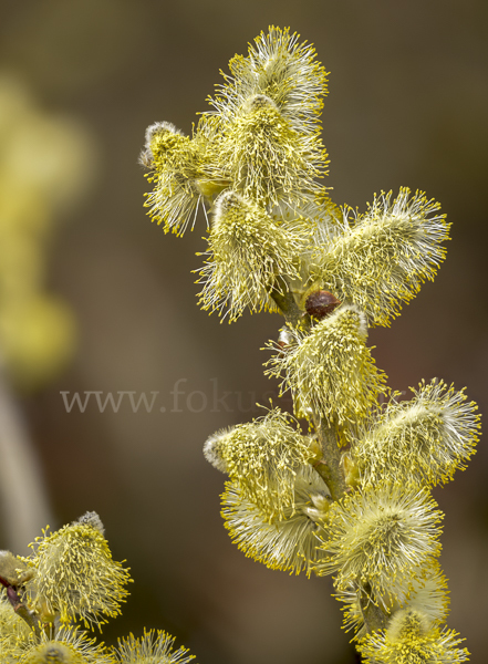 Sal-Weide (Salix caprea)