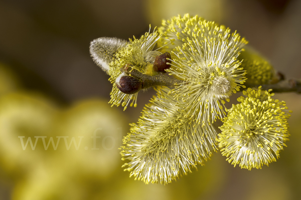 Sal-Weide (Salix caprea)