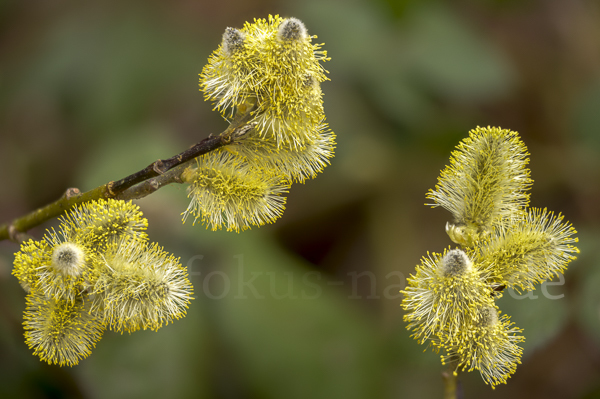 Sal-Weide (Salix caprea)