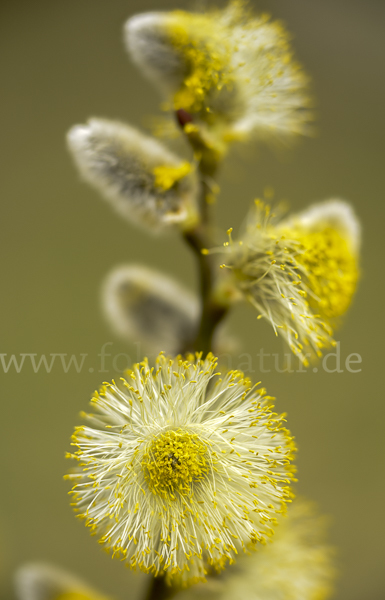 Sal-Weide (Salix caprea)