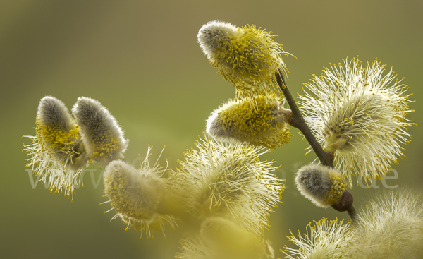 Sal-Weide (Salix caprea)