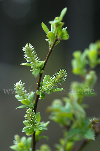 Sal-Weide (Salix caprea)