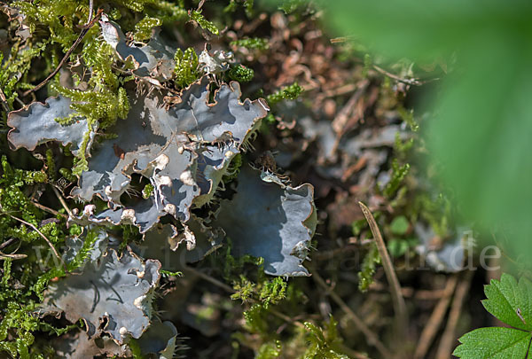 Salat-Schildflechte (Peltigera hymenina)