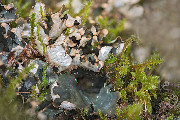 Salat-Schildflechte (Peltigera hymenina)