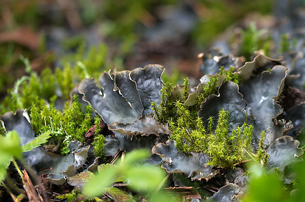 Salat-Schildflechte (Peltigera hymenina)