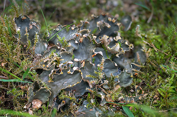 Salat-Schildflechte (Peltigera hymenina)