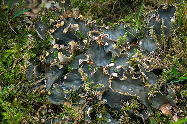 Salat-Schildflechte (Peltigera hymenina)