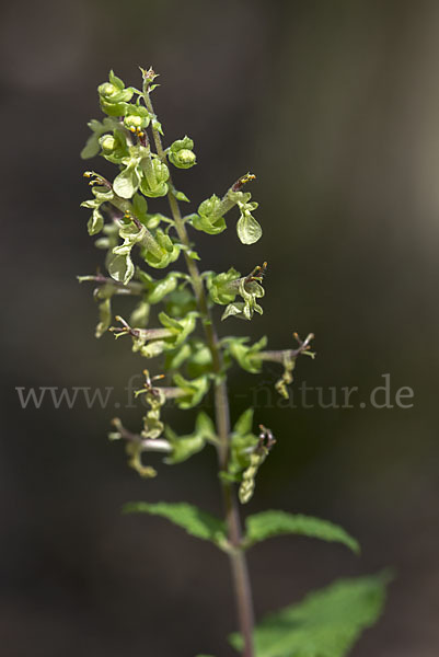 Salbei-Gamander (Teucrium scorodonia)