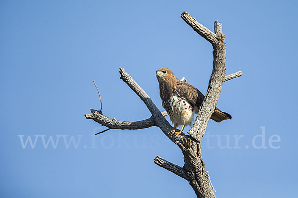 Salvadoribussard (Buteo auguralis)