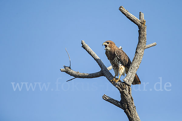 Salvadoribussard (Buteo auguralis)