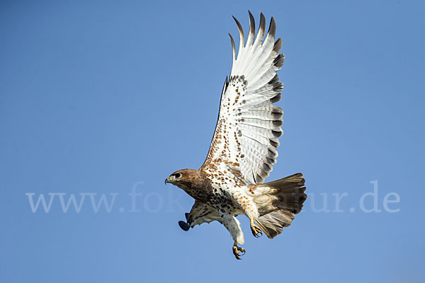 Salvadoribussard (Buteo auguralis)