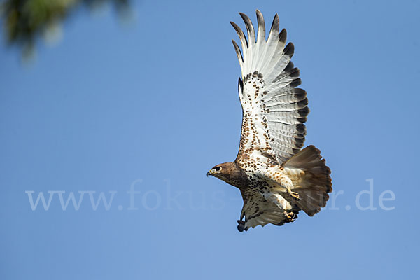 Salvadoribussard (Buteo auguralis)