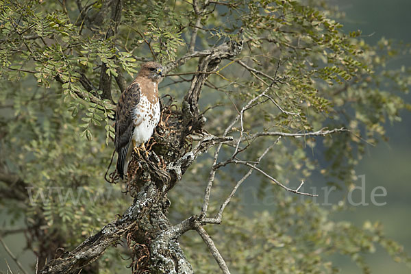 Salvadoribussard (Buteo auguralis)