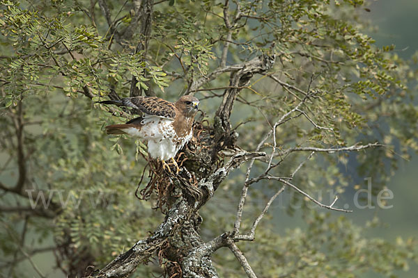 Salvadoribussard (Buteo auguralis)