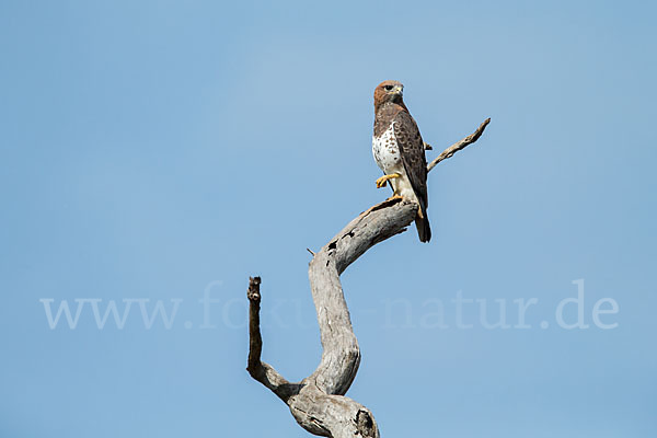 Salvadoribussard (Buteo auguralis)