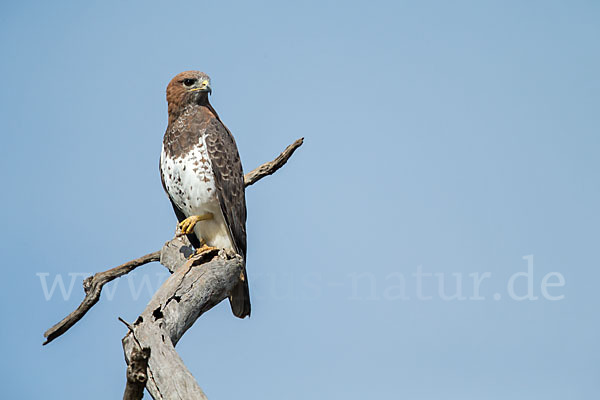 Salvadoribussard (Buteo auguralis)