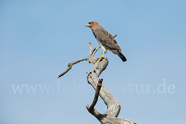 Salvadoribussard (Buteo auguralis)