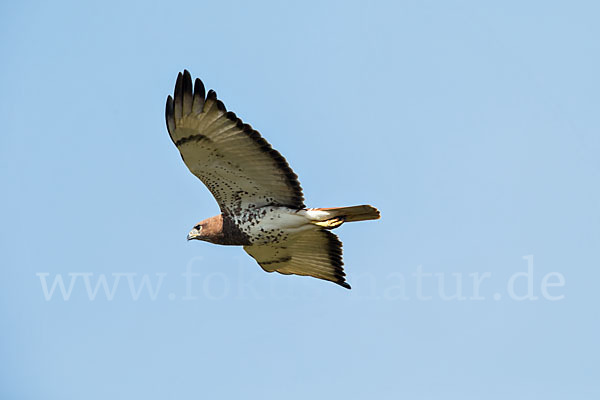 Salvadoribussard (Buteo auguralis)