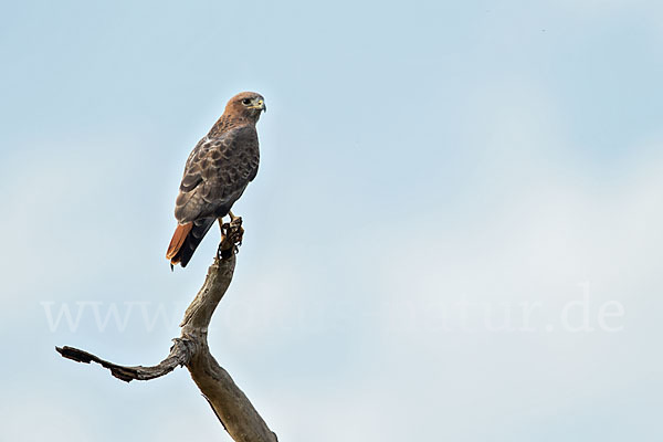 Salvadoribussard (Buteo auguralis)