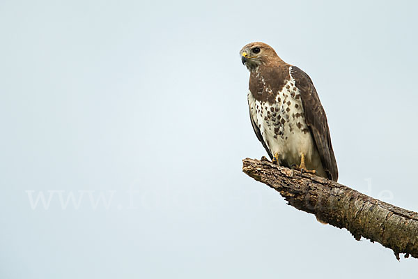 Salvadoribussard (Buteo auguralis)