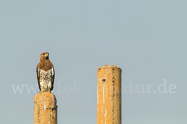 Salvadoribussard (Buteo auguralis)